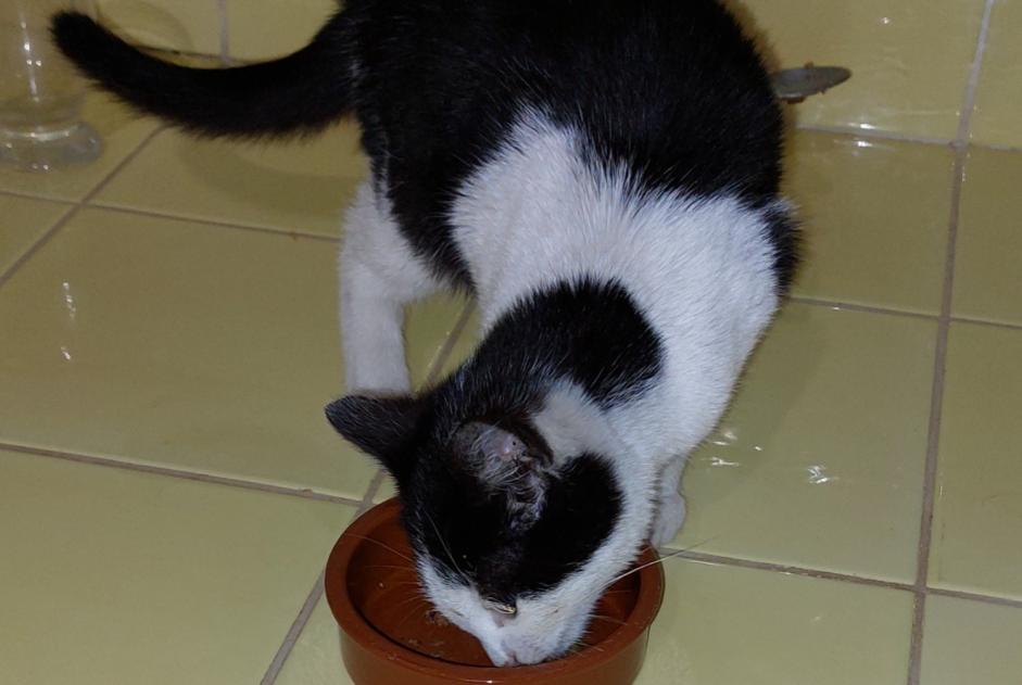 Fundmeldung Katze Männliche Bazas Frankreich