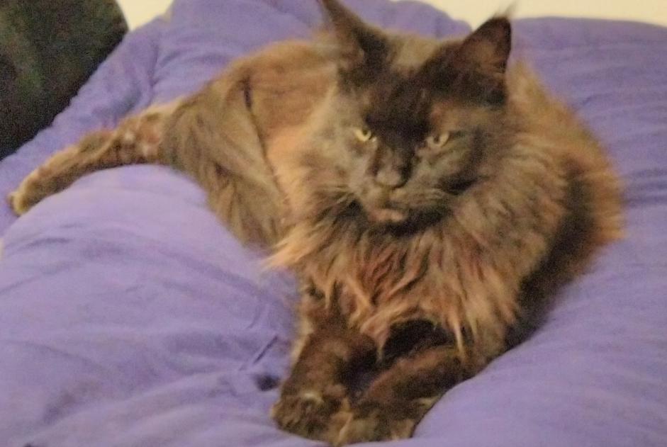 Disappearance alert Cat  Female , 11 years Le Beausset France