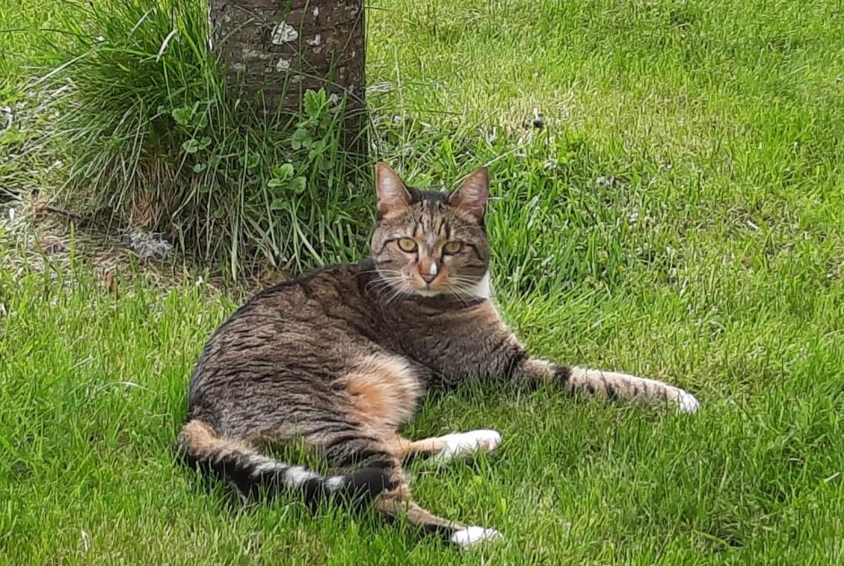 Disappearance alert Cat miscegenation Female , 4 years Marigny-l'Église France