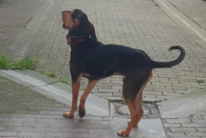 Discovery alert Dog Unknown Lille France