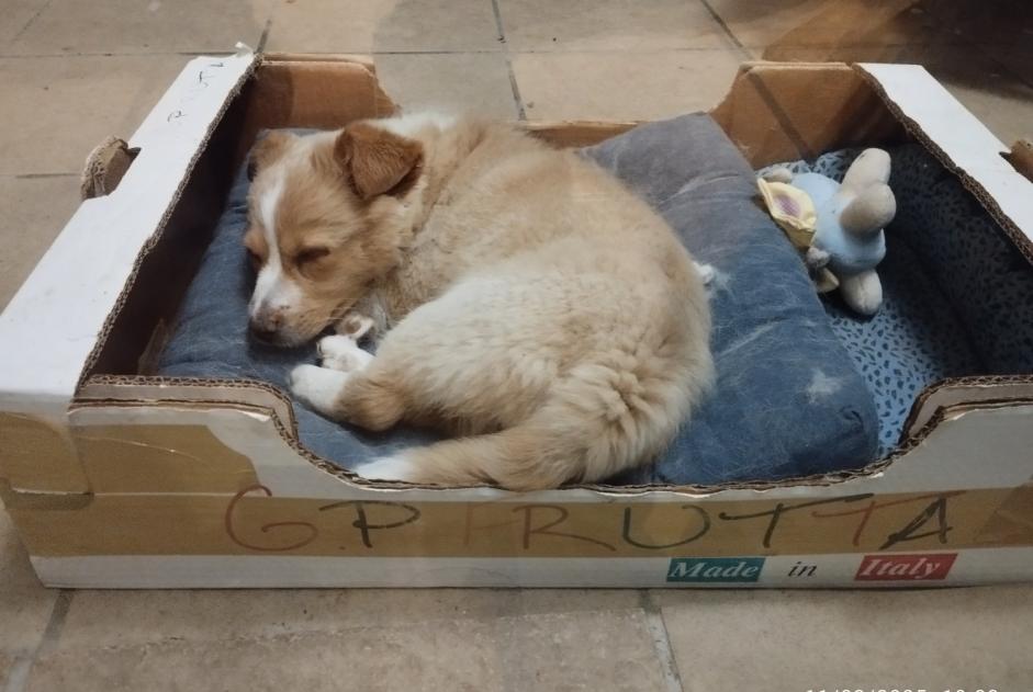 Discovery alert Dog Male Faux-en-Périgord France