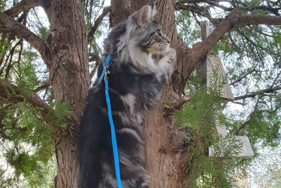 Alerta de Desaparición Gato  Macho , 1 años Toulon Francia