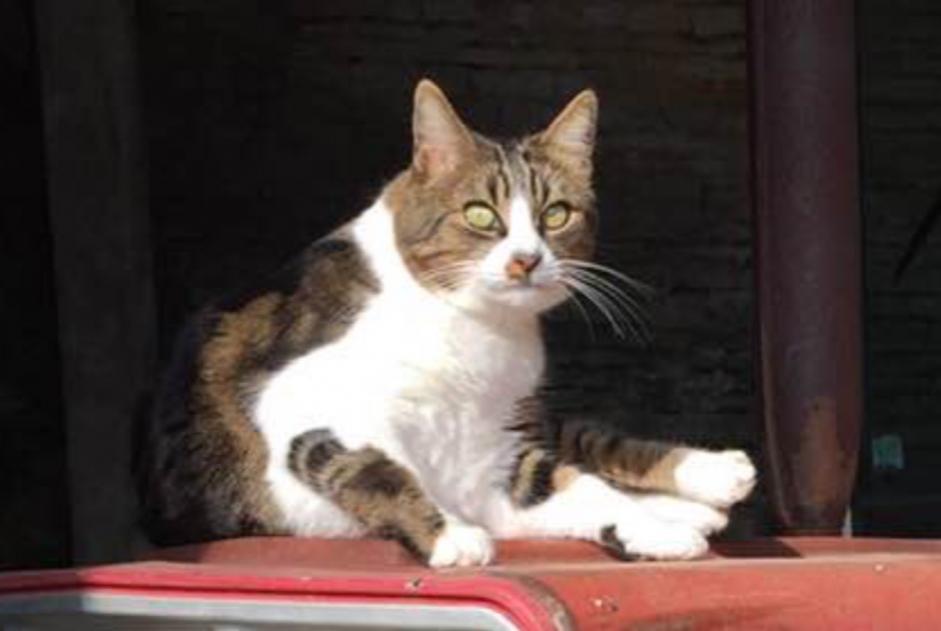 Alerta de Desaparición Gato  Macho , 11 años Ligny-le-Châtel Francia