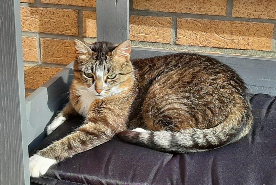 Alerta de Desaparición Gato  Hembra , 9 años Leffrinckoucke Francia