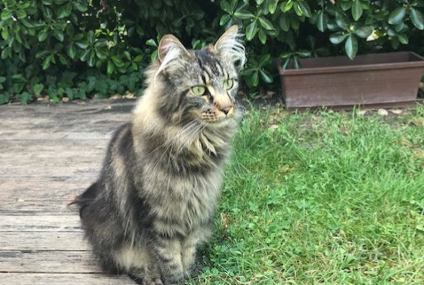 Alerte Disparition Chat  Femelle , 10 ans Éragny France