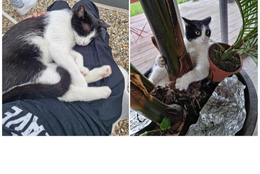 Alerte Disparition Chat  Mâle , 3 ans Marchiennes France