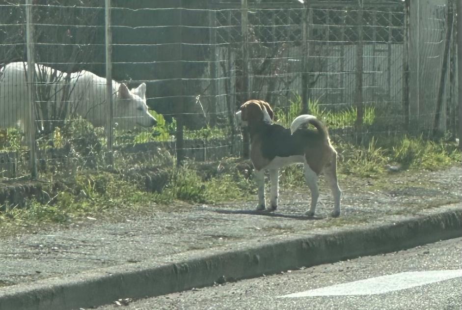 Avviso Ritrovamento Cane  Non conosciuta Bergerac Francia