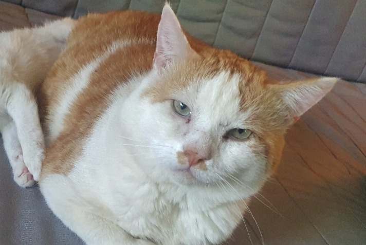 Avviso scomparsa Gatto Maschio , 9 anni Guignen Francia