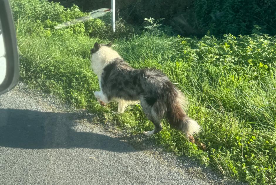 Ontdekkingsalarm Hond  Mannetje Ludon-Médoc Frankrijk