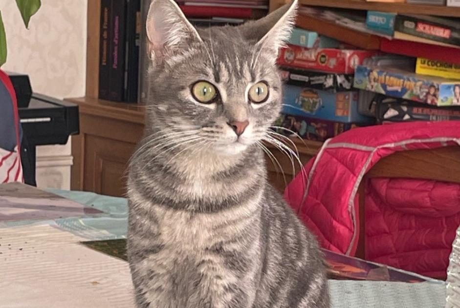 Alerta desaparecimento Gato Fêmea , 1 anos Auxerre France